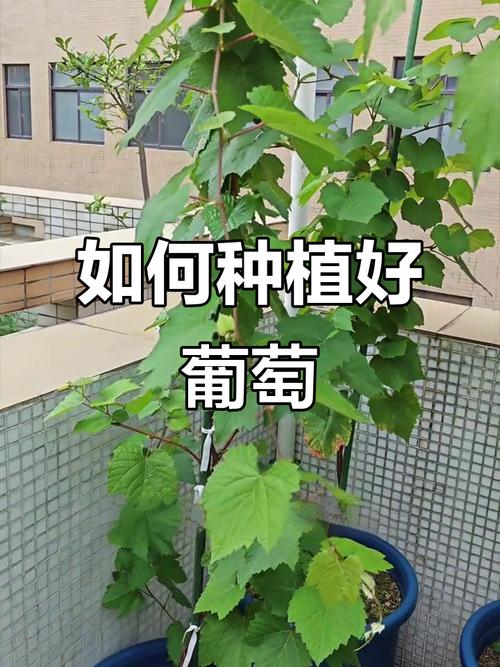 盆栽葡萄浇水最佳时间,盆栽葡萄浇水最佳时间是几月-第5张图片-优品飞百科 盆栽葡萄浇水最佳时间,盆栽葡萄浇水最佳时间是几月-第5张图片-优品飞百科
