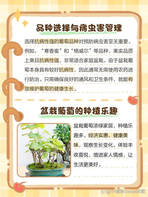 盆栽葡萄浇水最佳时间,盆栽葡萄浇水最佳时间是几月-第6张图片-优品飞百科 盆栽葡萄浇水最佳时间,盆栽葡萄浇水最佳时间是几月-第6张图片-优品飞百科