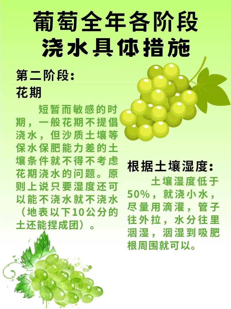 盆栽葡萄浇水最佳时间,盆栽葡萄浇水最佳时间是几月-第7张图片-优品飞百科 盆栽葡萄浇水最佳时间,盆栽葡萄浇水最佳时间是几月-第7张图片-优品飞百科