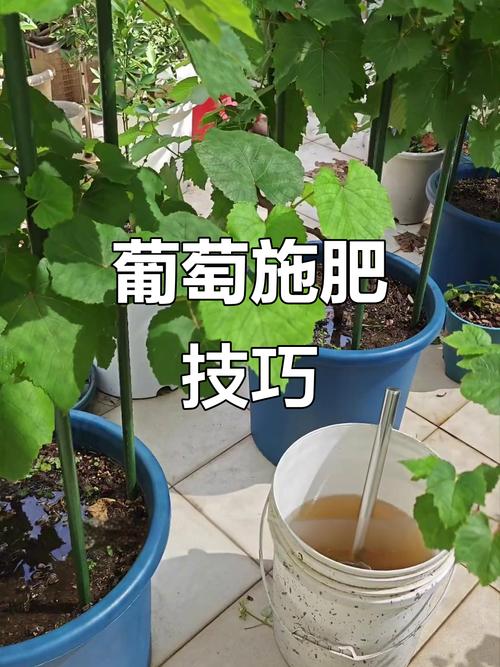 盆栽葡萄浇水最佳时间,盆栽葡萄浇水最佳时间是几月-第8张图片-优品飞百科 盆栽葡萄浇水最佳时间,盆栽葡萄浇水最佳时间是几月-第8张图片-优品飞百科