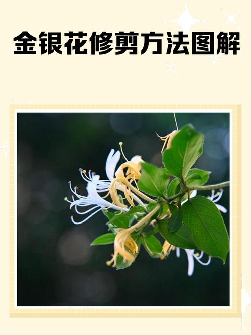 金银花如何修剪？金银花如何修剪成老桩？