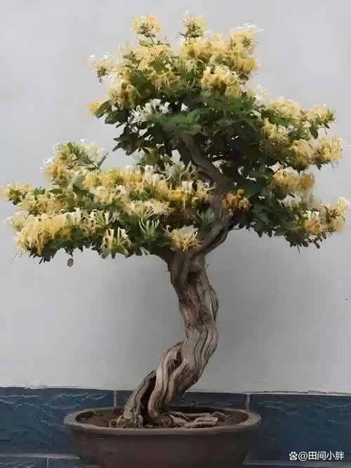金银花如何修剪？金银花如何修剪成老桩？-第2张图片-优品飞百科