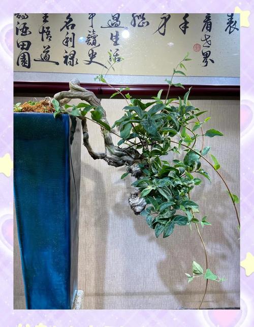 金银花如何修剪？金银花如何修剪成老桩？-第4张图片-优品飞百科