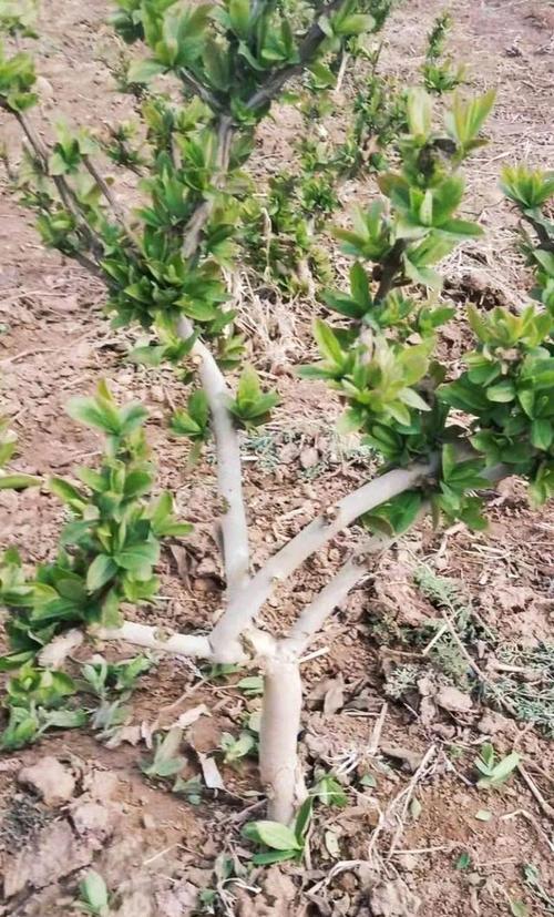 金银花如何修剪？金银花如何修剪成老桩？-第5张图片-优品飞百科