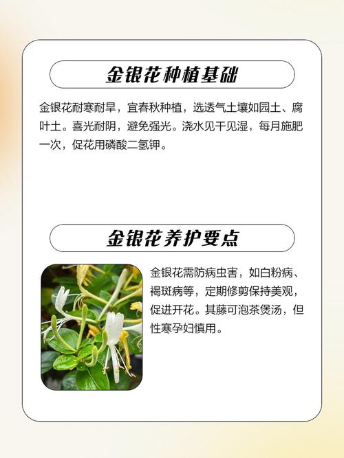 金银花如何修剪？金银花如何修剪成老桩？-第6张图片-优品飞百科