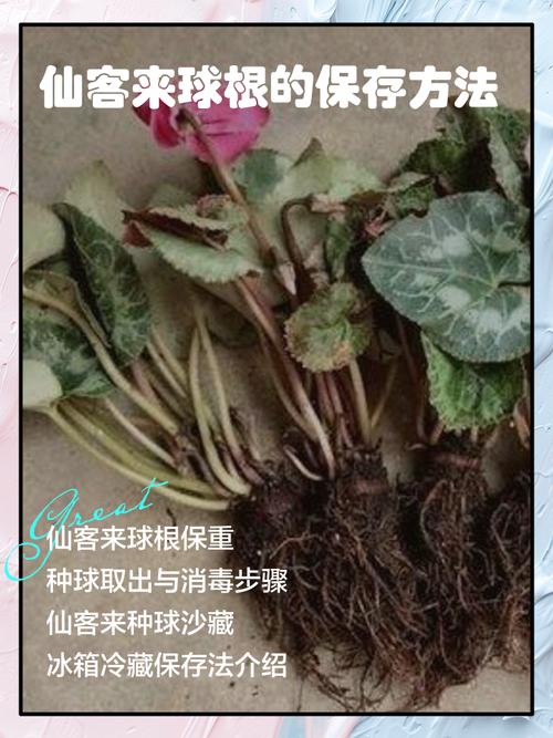 仙客来怎么修剪？仙客来修剪的正确步骤？-第2张图片-优品飞百科