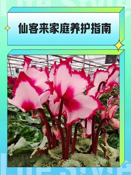 仙客来怎么修剪？仙客来修剪的正确步骤？-第4张图片-优品飞百科