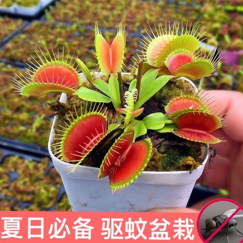 捕蝇草可以放在卧室吗，捕蝇草能在卧室养吗-第5张图片-优品飞百科