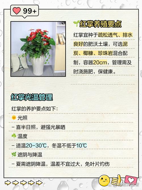 红掌怎么养高，红掌怎么养才好看？