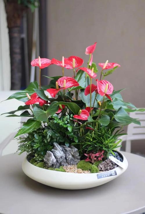 红掌怎么养高，红掌怎么养才好看？-第2张图片-优品飞百科