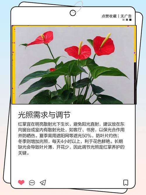 红掌怎么养高，红掌怎么养才好看？-第4张图片-优品飞百科