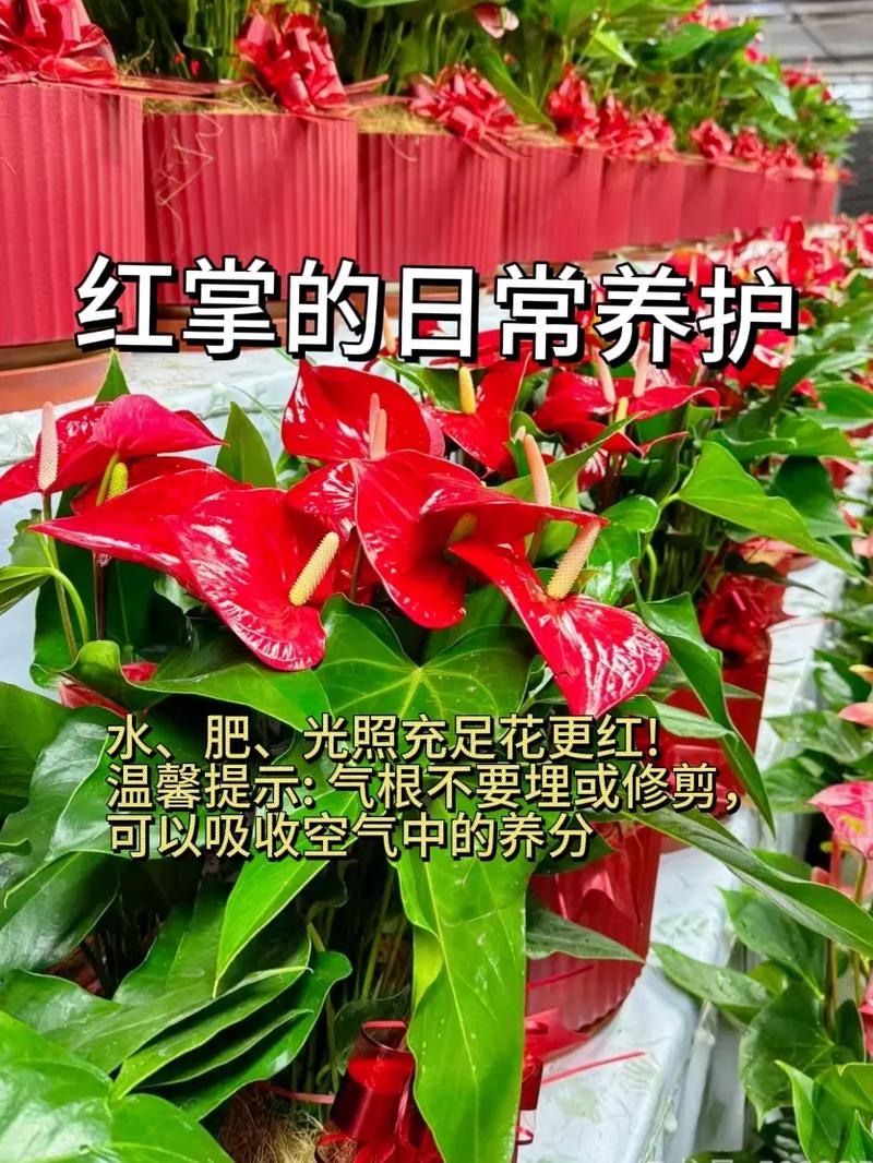 红掌怎么养高，红掌怎么养才好看？-第5张图片-优品飞百科