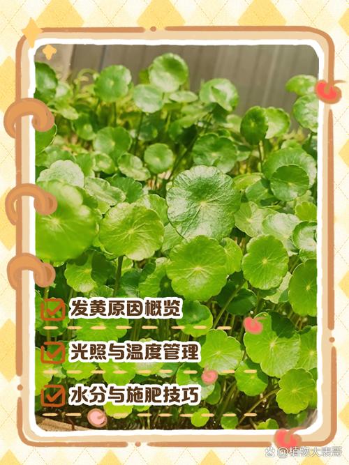 水培铜钱草叶子发黄是什么原因？水培铜钱草叶子黄了什么原因？-第2张图片-优品飞百科