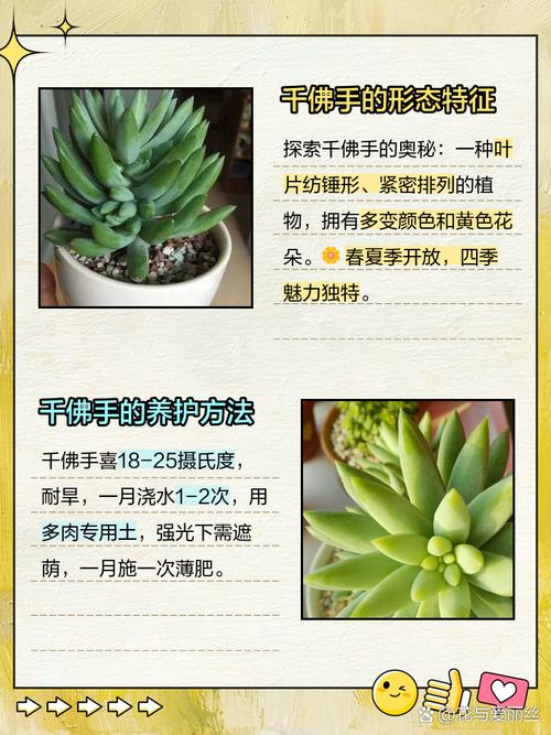 千佛手怎么养爆盆？千佛手怎么养才会爆盆？