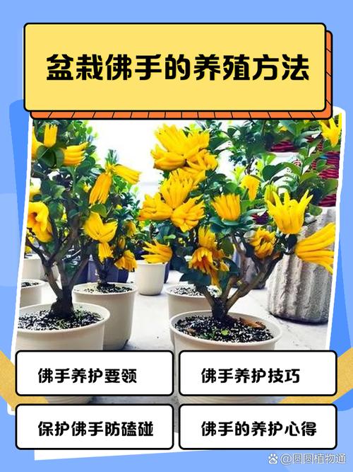 千佛手怎么养爆盆？千佛手怎么养才会爆盆？-第2张图片-优品飞百科