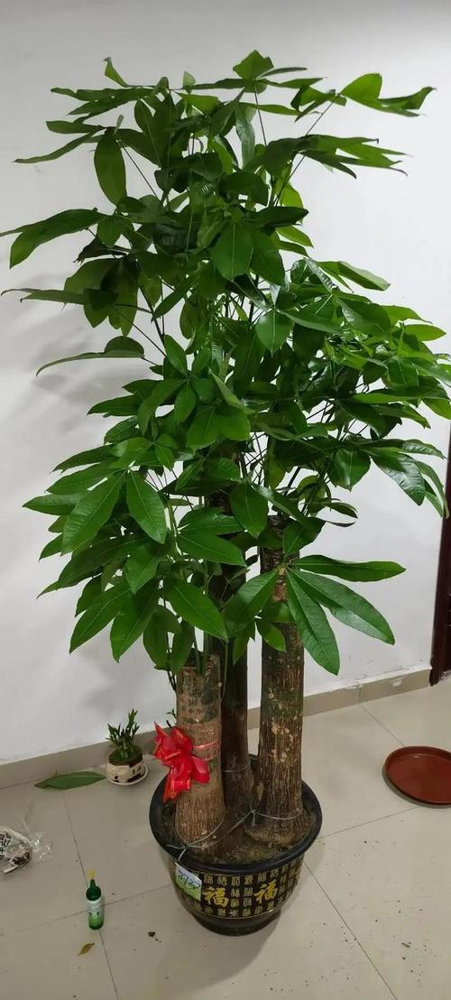 哪些花可以代表福禄寿喜?哪些花可以代表福禄寿喜喜?-第3张图片-优品飞百科 哪些花可以代表福禄寿喜?哪些花可以代表福禄寿喜喜?-第3张图片-优品飞百科