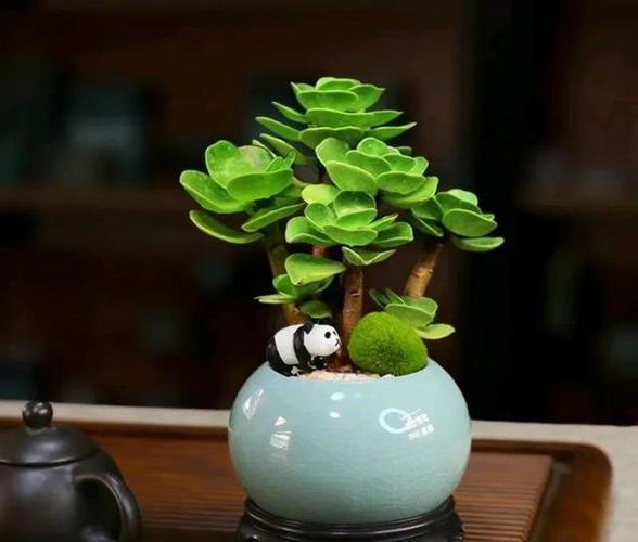 哪些花可以代表福禄寿喜?哪些花可以代表福禄寿喜喜?-第4张图片-优品飞百科 哪些花可以代表福禄寿喜?哪些花可以代表福禄寿喜喜?-第4张图片-优品飞百科