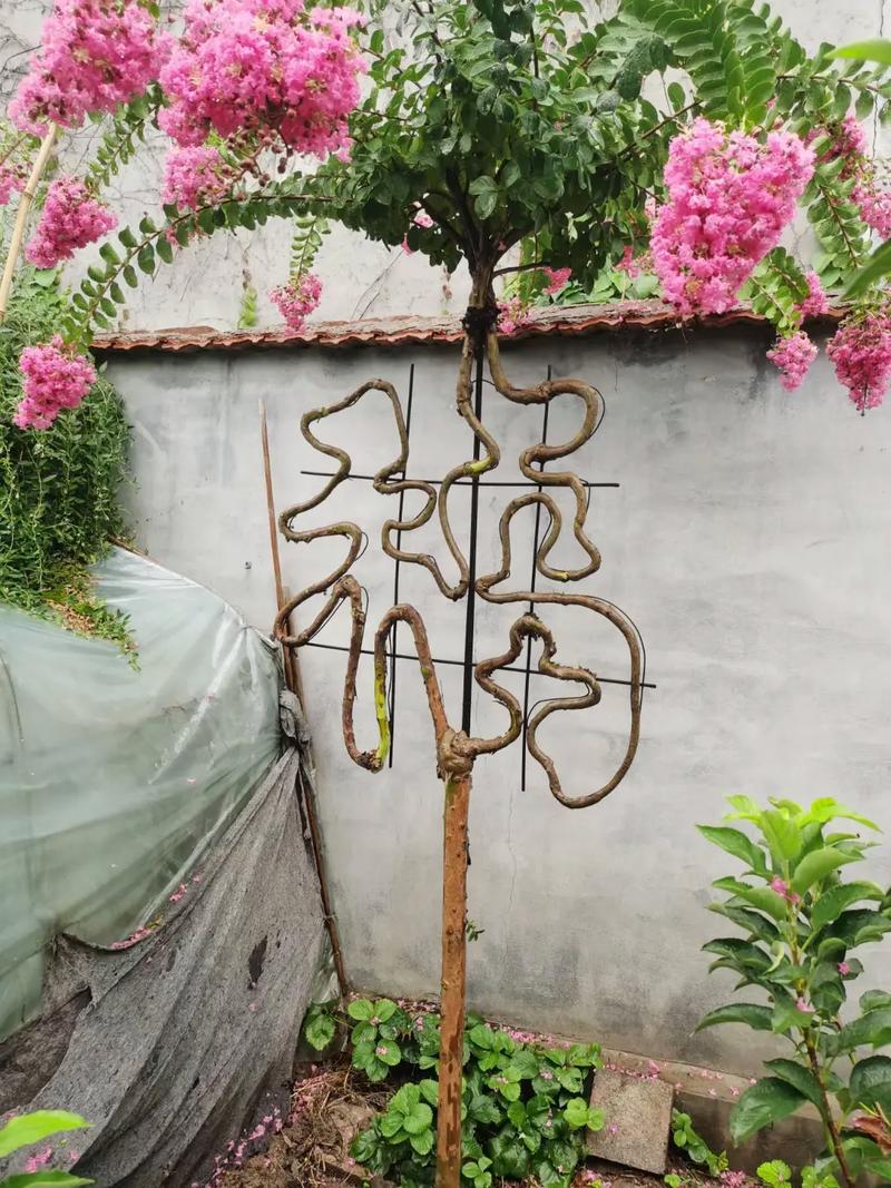 哪些花可以代表福禄寿喜?哪些花可以代表福禄寿喜喜?-第5张图片-优品飞百科 哪些花可以代表福禄寿喜?哪些花可以代表福禄寿喜喜?-第5张图片-优品飞百科