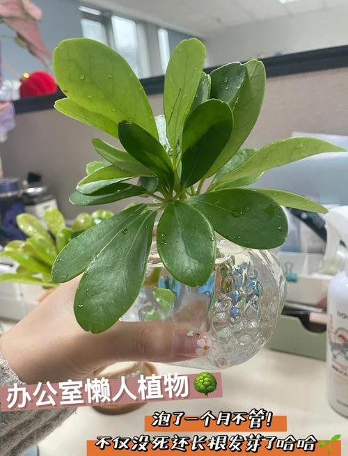 密叶莲的养护和繁殖方法？密叶竹蕉养殖方法和注意事项？-第2张图片-优品飞百科