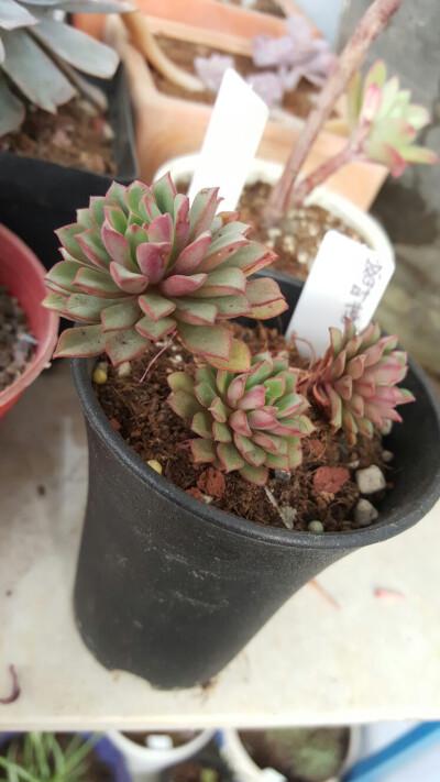 密叶莲的养护和繁殖方法？密叶竹蕉养殖方法和注意事项？-第4张图片-优品飞百科
