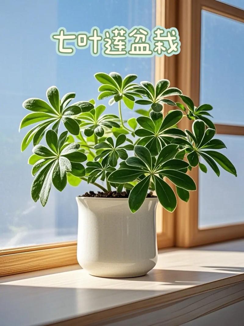 密叶莲的养护和繁殖方法？密叶竹蕉养殖方法和注意事项？-第5张图片-优品飞百科