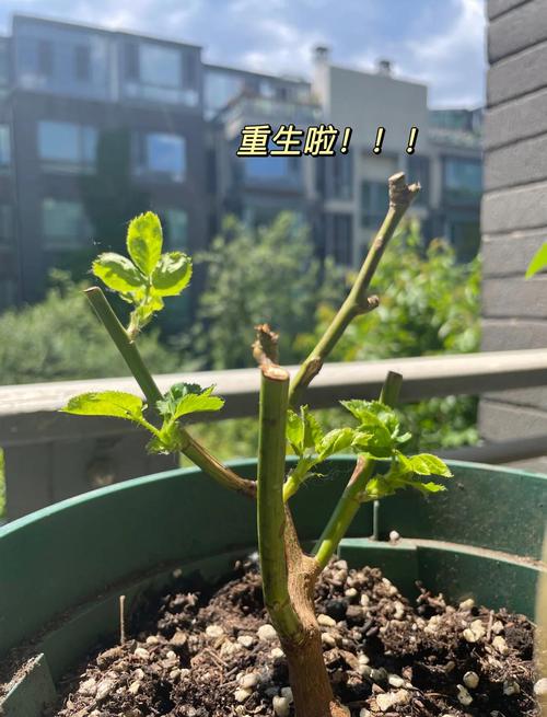 刚买的月季叶子黄了，刚买的月季叶子黄了怎么回事？