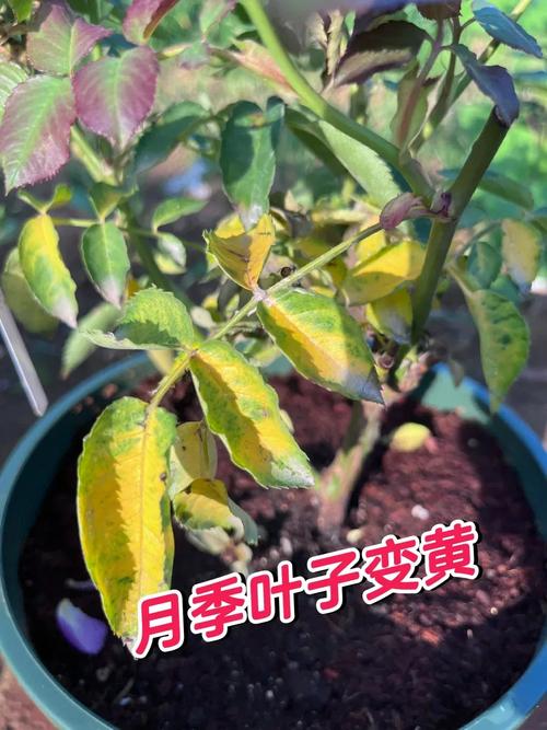 刚买的月季叶子黄了，刚买的月季叶子黄了怎么回事？-第2张图片-优品飞百科