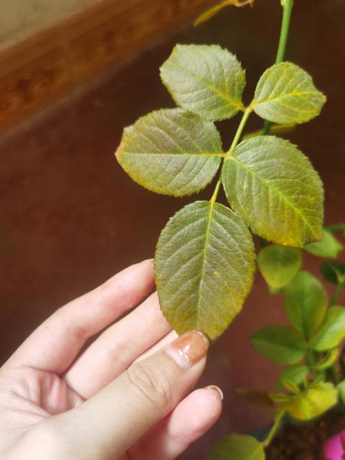 刚买的月季叶子黄了，刚买的月季叶子黄了怎么回事？-第3张图片-优品飞百科