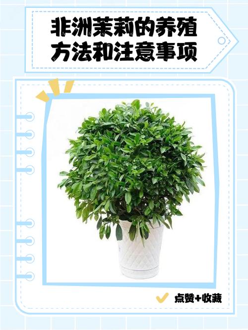 非洲茉莉繁殖方法，非洲茉莉的繁殖方法和注意事项-第3张图片-优品飞百科