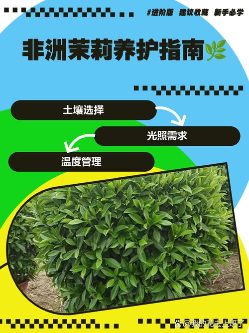非洲茉莉繁殖方法，非洲茉莉的繁殖方法和注意事项-第5张图片-优品飞百科
