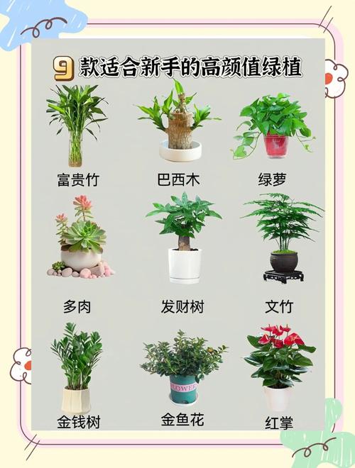 洒金榕的常见品种分类？洒金榕对风水好吗？-第2张图片-优品飞百科