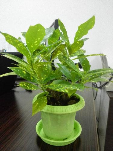 洒金榕的常见品种分类？洒金榕对风水好吗？-第4张图片-优品飞百科