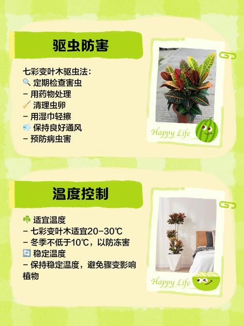 洒金榕的常见品种分类？洒金榕对风水好吗？-第5张图片-优品飞百科