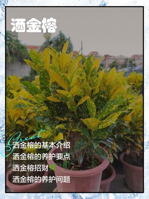洒金榕的常见品种分类？洒金榕对风水好吗？-第8张图片-优品飞百科