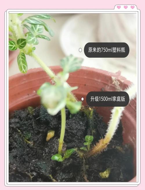 网纹草叶子变干怎么办？网纹草叶子变干怎么办视频？-第3张图片-优品飞百科