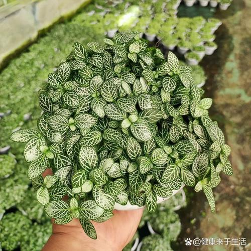 网纹草叶子变干怎么办？网纹草叶子变干怎么办视频？-第5张图片-优品飞百科