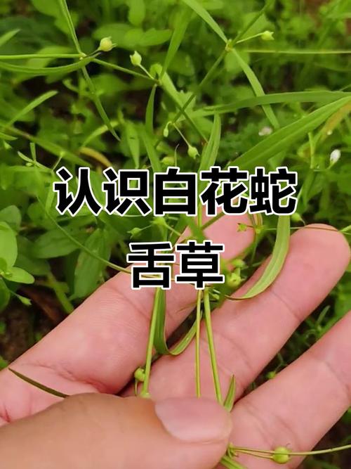 白花蛇舌草的传说，白花蛇舌草民间叫什么?-第3张图片-优品飞百科