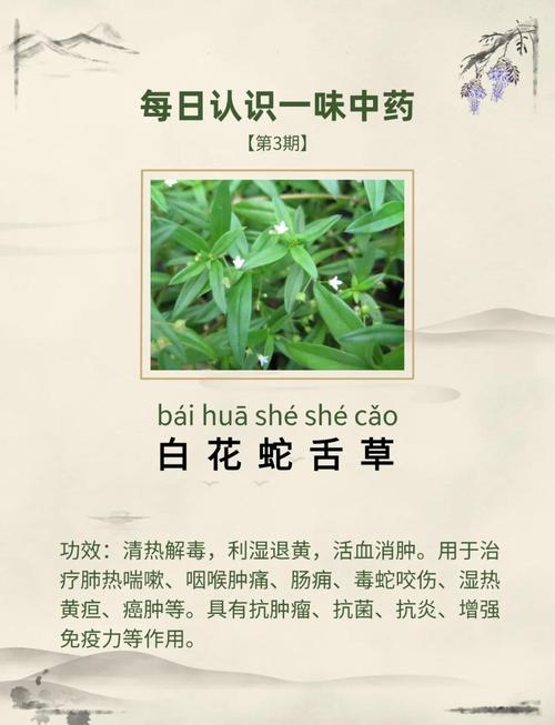 白花蛇舌草的传说，白花蛇舌草民间叫什么?-第4张图片-优品飞百科