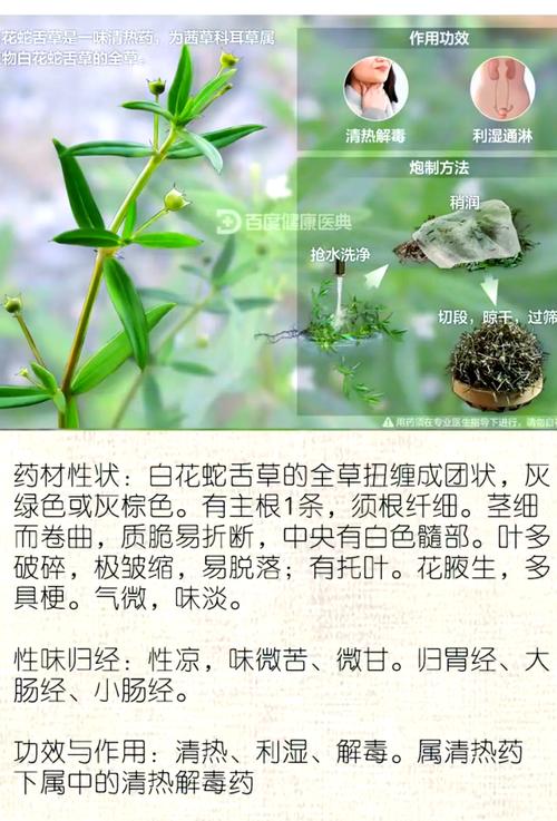 白花蛇舌草的传说，白花蛇舌草民间叫什么?-第5张图片-优品飞百科