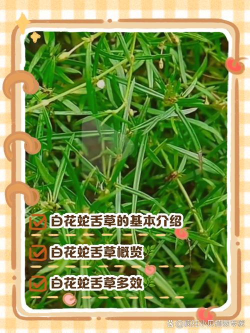 白花蛇舌草的传说，白花蛇舌草民间叫什么?-第6张图片-优品飞百科