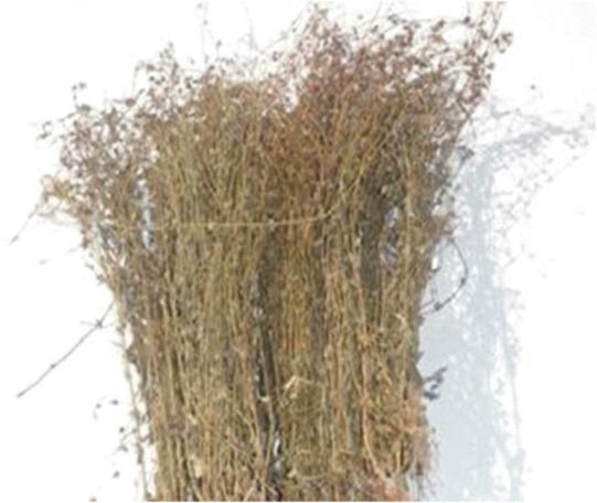 白花蛇舌草的传说，白花蛇舌草民间叫什么?-第7张图片-优品飞百科