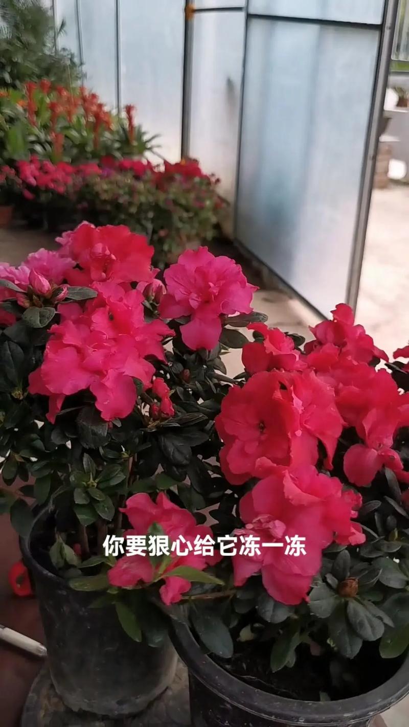 杜鹃花冬天怎么养？杜鹃花冬天怎么养要注意什么？