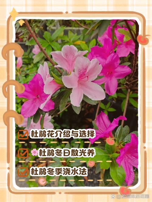 杜鹃花冬天怎么养？杜鹃花冬天怎么养要注意什么？-第2张图片-优品飞百科