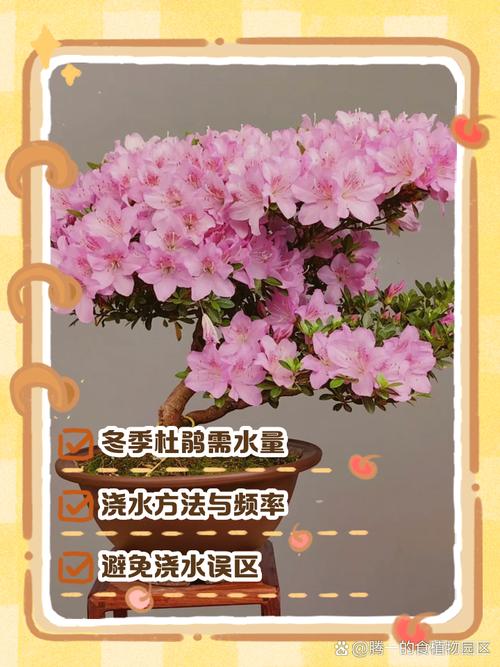 杜鹃花冬天怎么养？杜鹃花冬天怎么养要注意什么？-第3张图片-优品飞百科