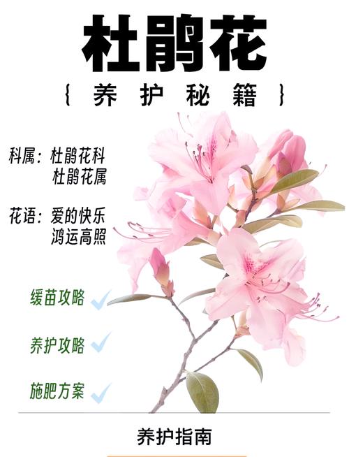 杜鹃花冬天怎么养？杜鹃花冬天怎么养要注意什么？-第6张图片-优品飞百科