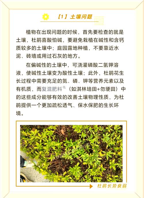杜鹃花冬天怎么养？杜鹃花冬天怎么养要注意什么？-第7张图片-优品飞百科