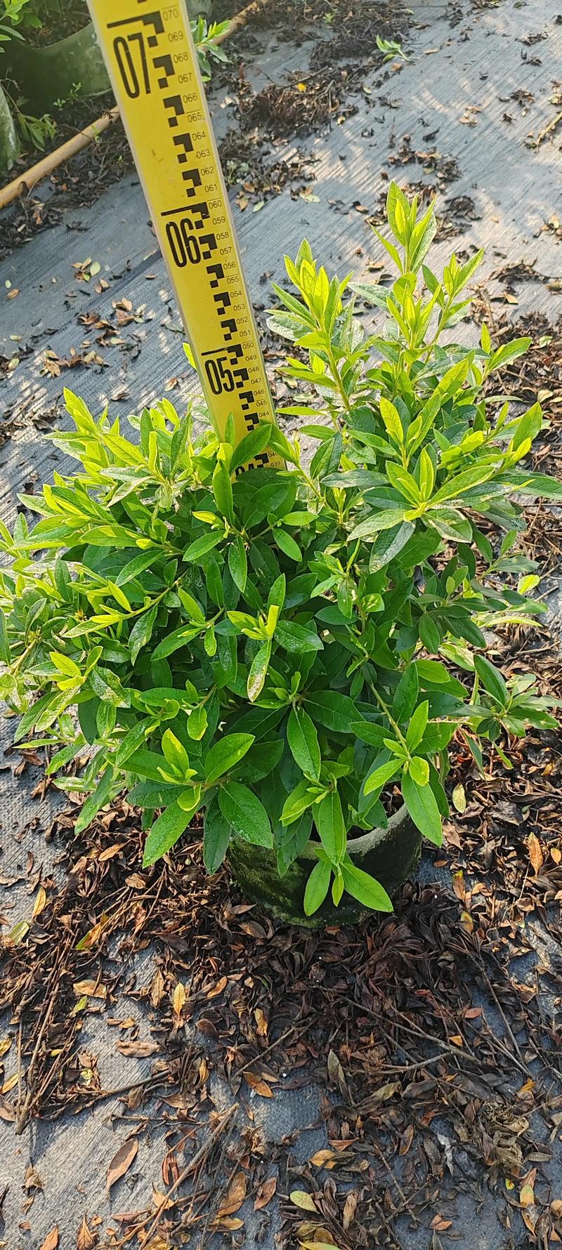 杜鹃花冬天怎么养？杜鹃花冬天怎么养要注意什么？-第8张图片-优品飞百科