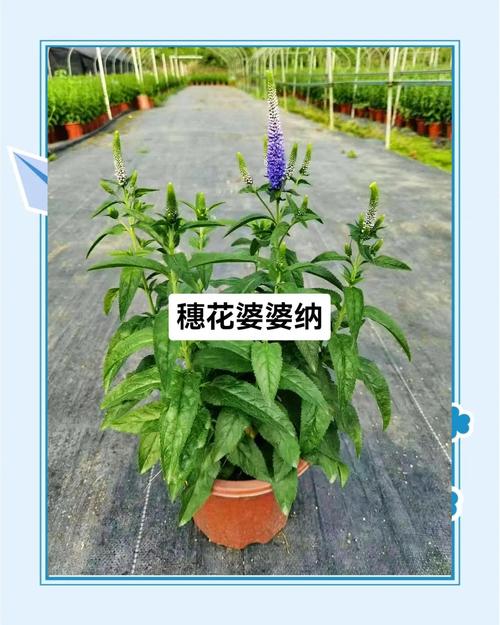 阿拉伯婆婆纳的养殖方法和注意事项，阿拉伯婆婆纳有什么功效？-第2张图片-优品飞百科