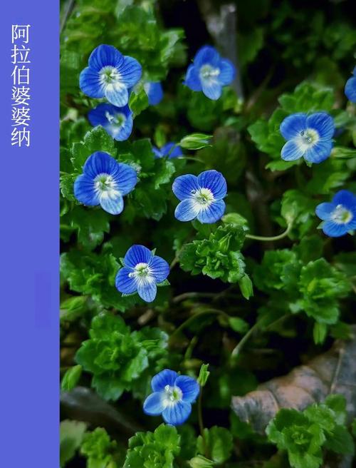 阿拉伯婆婆纳的养殖方法和注意事项，阿拉伯婆婆纳有什么功效？-第7张图片-优品飞百科