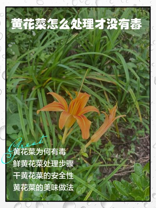 黄花菜有毒吗，吃黄花菜有什么好处，黄花菜有毒吗,吃黄花菜有什么好处吗-第4张图片-优品飞百科